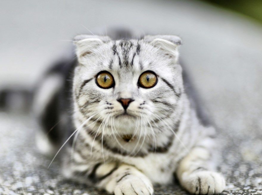 Кошка Девочка Фото Кошка Девочка Фото